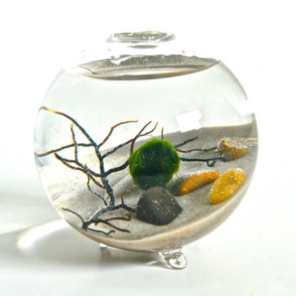 Marimo Moss Ball Bio Orb, Glass Bowl Terrarium with Black Sea Fan - Plant Ecosphere, Living Home Decor, Glass Bubble Vase, Green Plant Decor