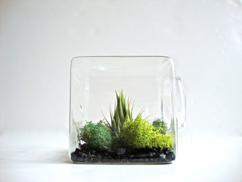Unique Christmas Gift Air Plant Eco Glass Cube Modern Air Plant Terrarium Cube Modern Home Decor Unique Gift for Men and Women