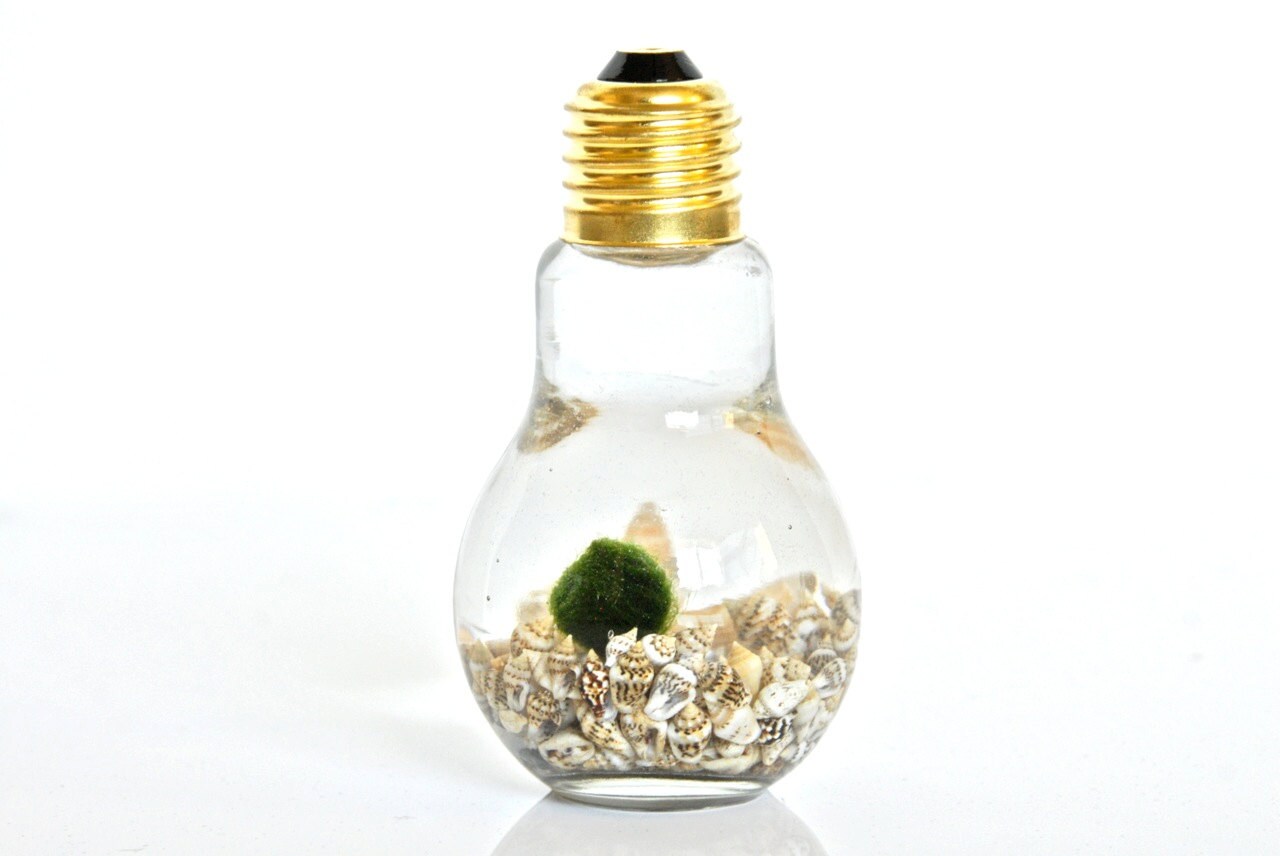 Light up Your Day Marimo Moss Ball Light Bulb Decor Etsy