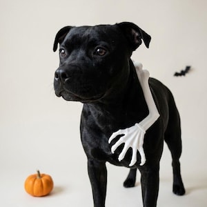 Può includere: Un cane nero indossa un accessorio a forma di braccio di scheletro in plastica bianca che avvolge il collo e il petto. La mano dello scheletro poggia sul fianco del cane. Una piccola zucca arancione è appoggiata sul pavimento vicino.
