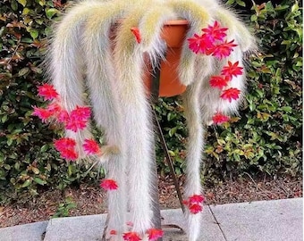 Monkey Tail Cactus – Trailing Succulent, Hanging Plant, Red Flowers (2-3 inch)