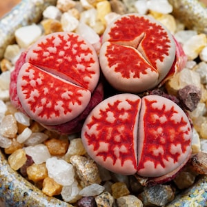 May include: Three Lithops succulents with smooth, rounded, pale pinkish-tan surfaces featuring intricate, branching bright red patterns. These small, pebble-like plants are nestled among a collection of various small, light-colored gravel stones.