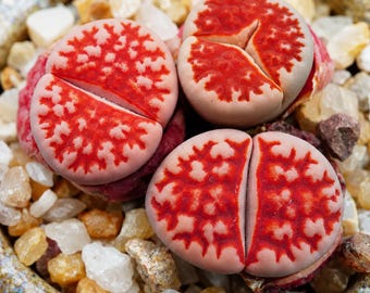 Shimada Red Window Lithops | Rare Living Stone Succulent Plant