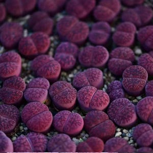May include: Close-up of a collection of Lithops plants, also known as living stones. The succulent plants are a deep purple color with darker, textured patterns on their tops. The plants are small and clustered together.