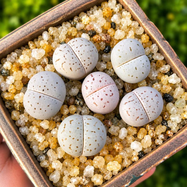 Rare Lithops 'Lingyao' Living Stones Succulent | Split Rock Plant (Bare Root)
