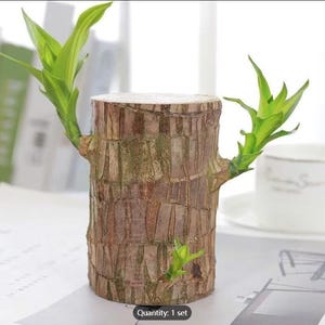 Brazilian Wood Plant - Etsy
