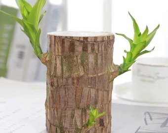 Brazilian Lucky Wood – Live Rooted Plant cutting