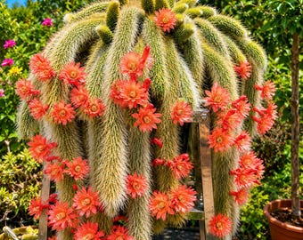 Monkey Tail Cactus with Side Pups | Rooted Fuzzy Hanging Succulent Plant