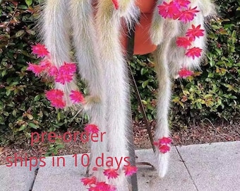 Monkey Tail Cactus – Trailing Succulent, Hanging Plant, Red Flowers (2-3 inch)