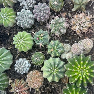 Peyote Cactus Live Plant - Etsy