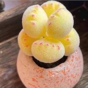May include: Close-up of a succulent plant with rounded, yellow-green leaves speckled with red dots. The plant sits in a speckled, peach-colored pot. The succulent has a unique, textured appearance.