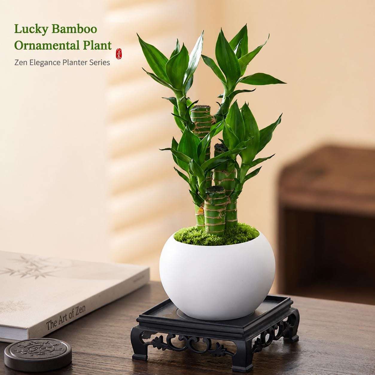 Lucky Bamboo Plant - Dracaena Sanderiana, Feng Shui Live Plant