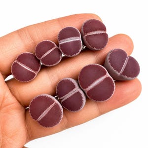 May include: A collection of six small, rounded, deep maroon succulent plants, each featuring a distinct central fissure and a textured, speckled surface. These pebble-like plants are arranged in a cluster, displaying a smooth, matte finish.