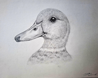 Original Graphite Duck Drawing - One-of-a-Kind Realism Wildlife Sketch - Traditional Countryside Wall Art- Unframed