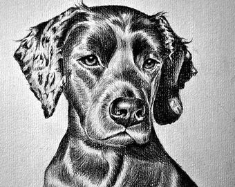 Retratos personalizados de mascotas - Bocetos originales a grafito - Retratos personalizados - Arte en blanco y negro - Ideas para regalos