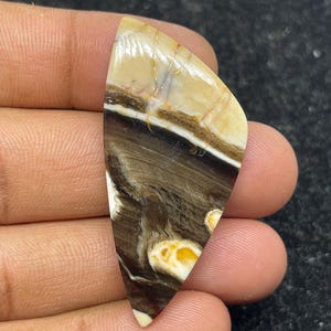 Natürliche Erdnuss Holz Fossil Cabochon, Einzigartige Gemusterte Edelstein für die Schmuckherstellung (48x23x4 mm)