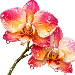Peut inclure: Gros plan sur deux fleurs d'orchidée aux couleurs vives. Les pétales présentent des nuances allant du rose profond au jaune doré, avec des gouttelettes d'eau. L'arrière-plan blanc met en valeur la délicatesse et les détails complexes des fleurs.
