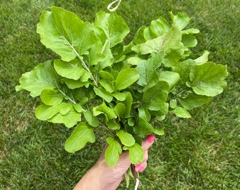 Arugula seeds, approx. 50 vegetable seeds, heirloom open-pollinated