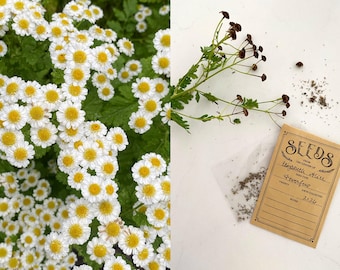 Feverfew seeds, approx. 150 seeds, white perennial flower