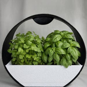 Pode incluir: Uma floreira oval em preto e branco com coentro e manjericão. A floreira tem um interior branco texturizado e uma moldura preta. As ervas são de um verde vibrante, criando um contraste marcante.