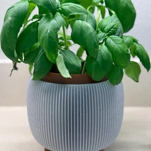 May include: A vibrant green basil plant in a light blue, ribbed planter with wooden legs. The plant has large, healthy leaves and is set against a neutral background. The planter has a brown rim.