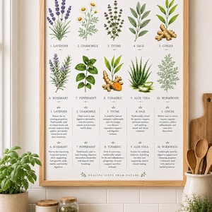 Op de afbeelding: Een ingelijste print met de titel "HEALING HERBS" met illustraties van geneeskrachtige kruiden zoals lavendel, kamille en tijm. De tekst beschrijft de traditionele toepassingen en voordelen van elk kruid.