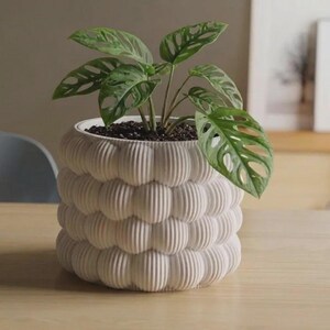 Puede incluir: Una maceta cilíndrica blanca con una superficie texturizada de burbujas y estrías verticales. La maceta contiene una planta Monstera adansonii verde con hojas fenestradas características, plantada en tierra oscura dentro del recipiente.
