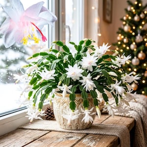 May include: A Schlumbergera plant with numerous white flowers and green segmented stems, potted in a textured cream and gold ceramic planter. The plant features delicate petals with yellow stamens and a prominent red style, displayed in a bright indoor setting.
