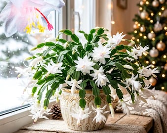 White Christmas Cactus Live Plant in 3" Pot, Holiday Cactus, Flowering Succulent Houseplant, 2PPP