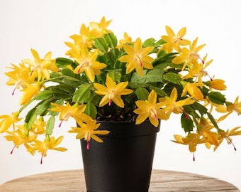 Yellow Christmas Cactus Live Plant in 3" Pot, Holiday Cactus, Flowering Succulent Houseplant, 2PPP