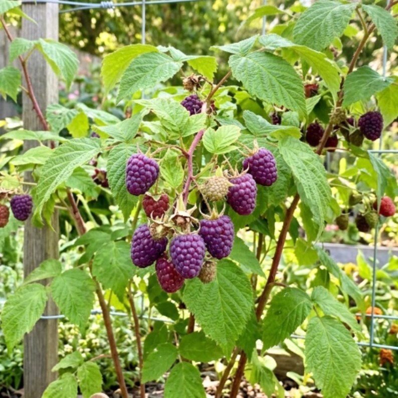 May include: A raspberry plant with clusters of ripe, deep purple berries and vibrant green serrated leaves. The fruit displays a textured, bumpy surface characteristic of raspberries, growing on thin, woody stems supported by a wire garden trellis.