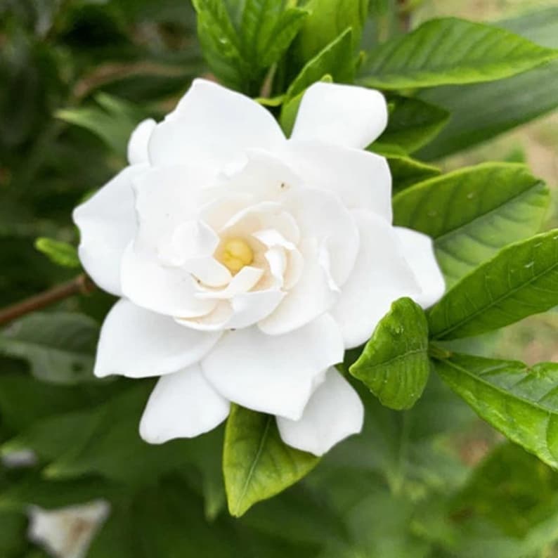 May include: Close-up of a white gardenia flower in full bloom, showcasing multiple layers of delicate petals. The flower's center has a yellow hue, surrounded by vibrant green leaves. The image highlights the flower's intricate details and natural beauty.