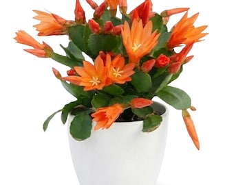 Orange Easter Cactus Plant Live, Spring Blooming Holiday Cactus Succulent, 4–9” Tall, No Pot
