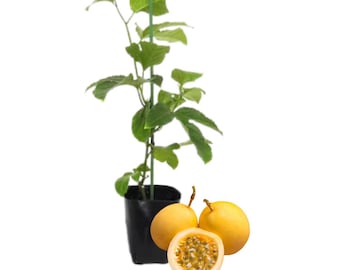 Yellow Passionfruit Plant Live – Passion Fruit Seedling, 4–9” Tall, No Pot