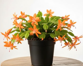 Orange Christmas Cactus Live Plant in 3" Pot, Holiday Cactus, Flowering Succulent Houseplant, 2PPP