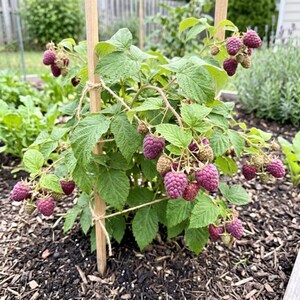 May include: A raspberry plant with green leaves and clusters of ripe, textured, deep pink to purple berries, supported by vertical wooden stakes and tied with twine, growing in dark mulch soil within a garden bed setting.