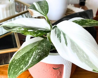 White Princess Philodendron Plant Live, Variegated Indoor Houseplant, 4-9" Tall