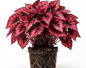 Red Robin Begonia Live Plants, Red Begonia Plant, 4-7" Tall, Rare Begonias for Indoor Houseplant