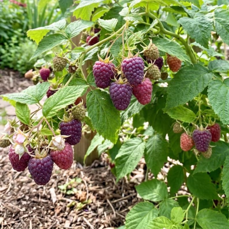 May include: A raspberry plant featuring clusters of ripe and ripening berries in shades of deep purple, red, and light green. The plant has serrated green leaves and thin stems, with several textured, conical fruits hanging from the branches.