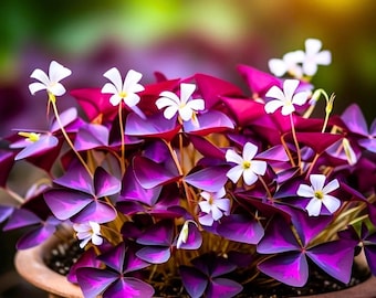 Oxalis Triangularis Plant Live, Dark Purple Shamrock Plant, 4–9” Tall, No Pot