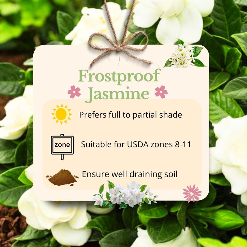 May include: A cream-colored tag with the text "Frostproof Jasmine" and care instructions. The tag is tied with twine and surrounded by white flowers and green foliage. The tag indicates the plant prefers partial shade and is suitable for USDA zones 8-11.