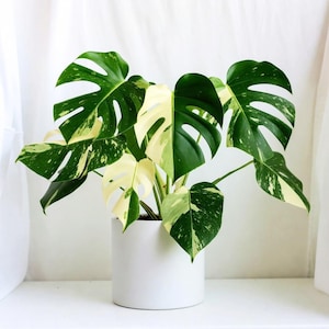 Monstera Variegata - Etsy
