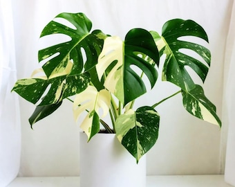 Thai Constellation Monstera Plant Live, Rare Variegated Monstera from 4 to 7 Inches Tall, Green and Cream Leaves, Tropical Houseplant