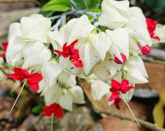 White Bleeding Heart Live Plant, Clerodendrum Bleeding Heart Plant from 4-6 Inches Tall, Fragrant Flower Vine