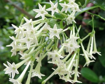 Night Blooming Jasmine Plant Live, Cestrum Nocturnum, Jasmine Vine Plants, 4 to 7 Inches Tall