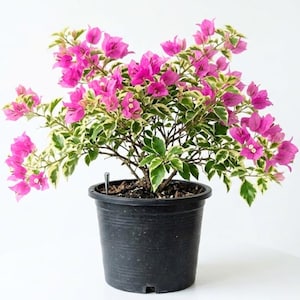 Bougainvillea Plant Live, Blueberry Ice Bougainvillea Flower Plants, 4 to 7 Inches Tall, No Pot
