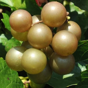 May include: A close-up of a cluster of ripe, golden-green grapes. The grapes are round and plump, with a slightly translucent appearance. Green leaves surround the grapes, and the background is blurred.