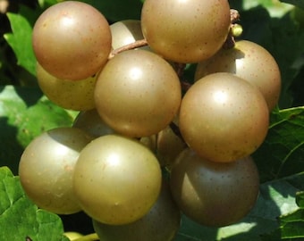 Carlos Grape Plant Live – Muscadine Grape Vine, 4–9” Tall, No Pot