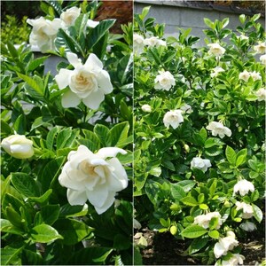 Frostproof Jasmine Plant Live, White Jasmine Flower Plant, Fragrant Flowers for Indoor Outdoor Gardening, 4 to 7 Inches Tall image 7