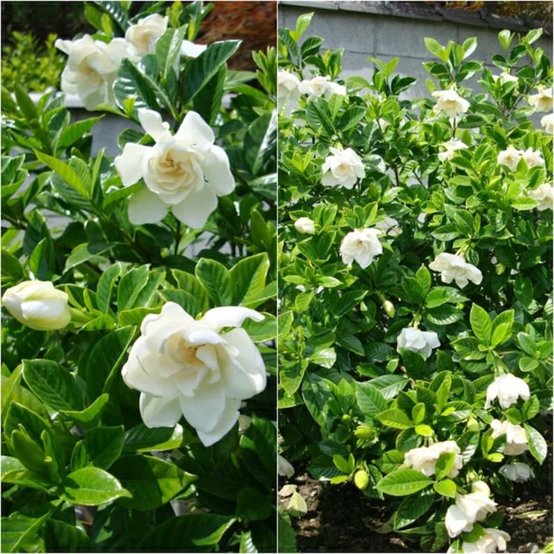 Frostproof Jasmine Plant Live, White Jasmine Flower Plant, Fragrant Flowers for Indoor Outdoor Gardening, 4 to 7 Inches Tall image 7